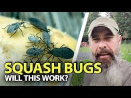 Can I Defeat The Squash Bugs?