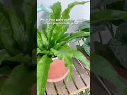 A quick tip to prevent houseplant root rot #plants  #houseplants #indoorplants #plantcare