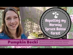 Bonsai Repotting Season - Picea abies forest