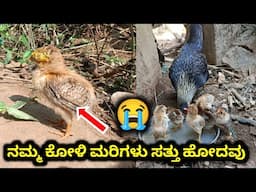 ನಮ್ಮ ಕೋಳಿ ಮರಿಗಳು ಸತ್ತು ಹೋದವು | ನಮ್ಮ ನಾಟಿ ಕೋಳಿ Update | 2025