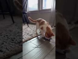 Comment LINK so you can keep your cat entertained too! #catlover #cattoys #cattoysofinstagram