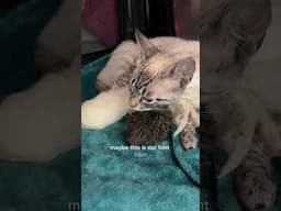 Naming our new foster family
