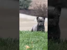 Daisy and Fluffy 😍😍 two beautiful Fluffy Frenchies! #fluffyfrenchbulldog #frenchie