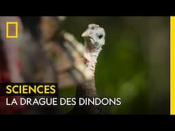 La drague des dindons | LES OUTSIDERS DU MONDE ANIMAL