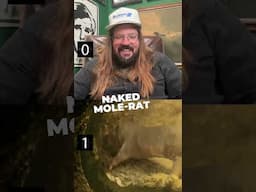 @DustySlay introduces the world's most dehydrated, feces-eating animal... #pbs #wildlife #animals