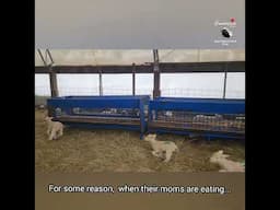 Lamb Races: Ring-Around-The-Rosies!