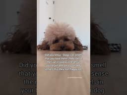 Can you tell that your dog does sense it too?🐩🐾