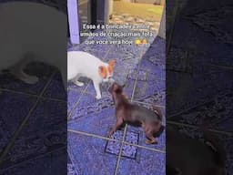 Oliver e Luke - Os irmãos fofos #reels #instareels #shorts #tiktok #engraçado #divertido