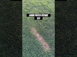 Lawn patch repair 101