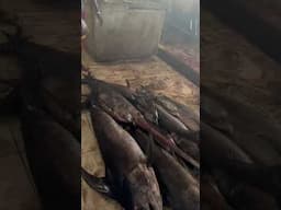 A Glimpse Inside Mogadishu’s Fish Market: Daily Life by the Somali Coast
