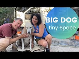 Tips For Camping With A Dog