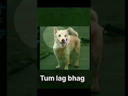 phography vs ai