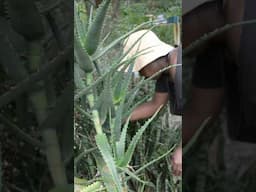 How to make Free Aloe Vera fertilizer #fertilizer #freefertilizer#lifeinkajiado