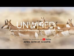 Unwired [TRAILER]  | Making Space for Pronghorn in Wyoming's Red Desert