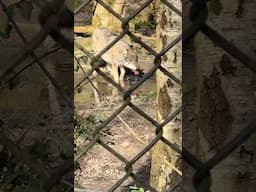 This animal needs to be reintroduced to the UK…