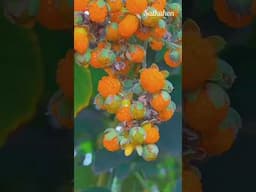 What a Fruit? #food #fyp #foryou #shorts #tiktok #viralvideo #satkahon