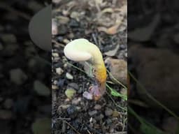 Are These Mushrooms Safe to Eat? #bushcraft #camping #prepping 🍄
