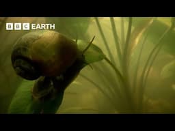 Giant Snail Uses "Snorkel" to Breathe Underwater | How Nature Works | BBC Earth Kids