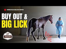 Buy Out & Big Lick | Horse Shelter Heroes - S6 E17