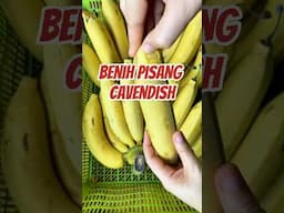 Benih Pisang Cavendish #pisang #cavendish