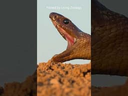 The most venomous snakes are usually not the most dangerous