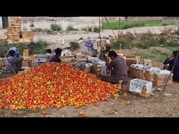 Tomatoes farming in Pakistan; Filling Tomatoes boxes 📦