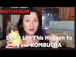 Vinegar Eels in Kombucha *Understanding and Removing Vinegar Eels from Kombucha*