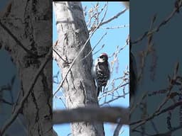 Territorial Drumming vs. Excavation Drumming in Woodpeckers