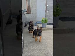 🤣Funny and cute gang of German Shepherd puppies. Odessa Ukraine