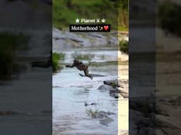 A Mother Monkey’s Leap of Love