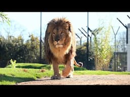 Rescued Lions From Ukraine Step Outside For The First Time