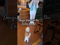 Easter 🐰 #Malshi #Shihtzu #Maltese #EasterBunny