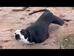 Without 2 front legs due to bad person, Joey hiding under the house for years begging for help!