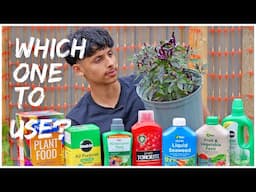 BEST FERTILISER FOR GROWING CHILLI PLANTS | GROWING GHOST PEPPERS IN UK