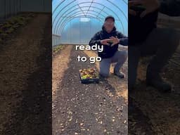 This Simple Lettuce Growing Method Will Change Your Garden Forever