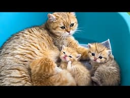 Kittens Meow and Play with Fluffy Friends: Calves , Puppies, Rabbits & Mice - Cat Video