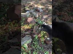 Water Snake in the yard #nature #snake #funny #funnyanimals #funnycats