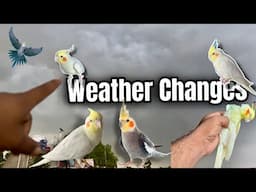 How to take care of cockatiels bird when the weather changes | Cockatiel birds care information |