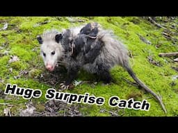 I Was Not Expecting To Catch This Animal! Saving My Quail From Wild Animals. Mousetrap Monday