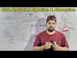 Digestion and Absorption of Carbohydrates: Detailed lecture
