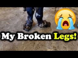 22 Saved From Slaughter | April Almost Live Buyout Intake and Assessment