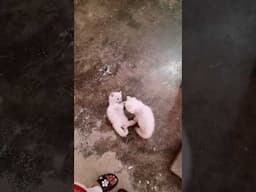Adorable baby kittens playing #cat #shorts #kitten