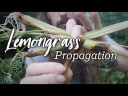 Lemongrass Propagation