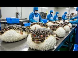 Harvesting Millions of Pufferfish and Processing Sashimi Meat in the Factory – Pufferfish Farm