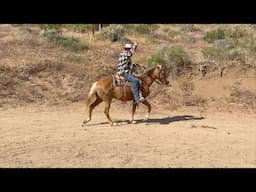 10 Year Old Palomino Gelding