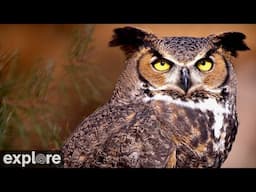 Great Horned Owl at Roger’s Place powered by EXPLORE.org