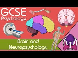 Brain and neuropsychology: GCSE Psychology