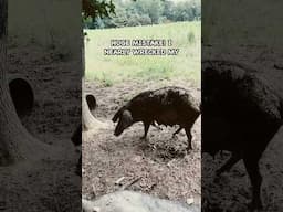 Saving Money Cost Me Even More Money for Pastured Pigs