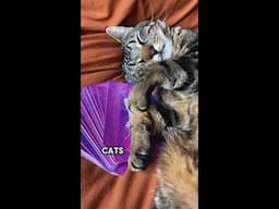 Spiritual cat facts 🐈😻✨