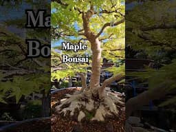 #bonsai Maple #japan #music #love